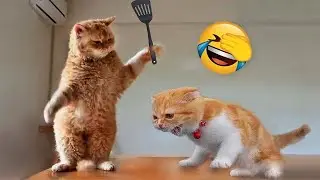 100 Interesting Animal Moments Caught On Camera