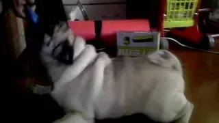 мопс Бульда