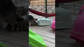 Что затеяли Банди и Гелик?