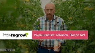 Питание томатов в период завязывания плодов. Видео 9