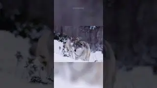 We have a lot to learn from wolves