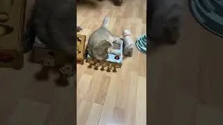 Любовь #cat #смешныеживотные #kitten #yourcat #милыеживотные