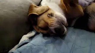 Dog Dreaming | Cute Animals & Pets