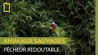 L'appétit insatiable du martin-pêcheur à ventre roux