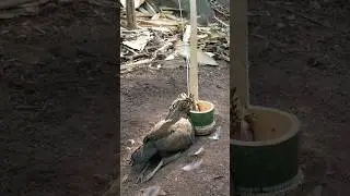 wild chicken trap using bamboo work 💯