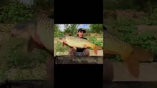 Трофейный сазан на Нижней Волге