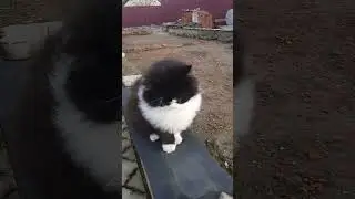 субботний день Царя