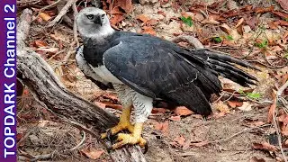 10 Increibles Aves de Rapiña
