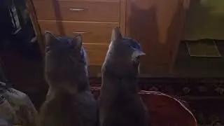 Котята и телевизор