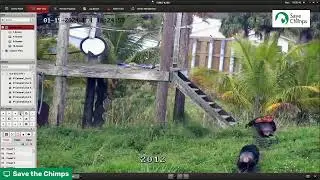 Live from Save the Chimps