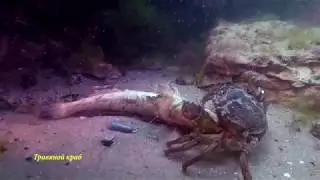 г  Черноморск, прибрежные воды, дайвинг