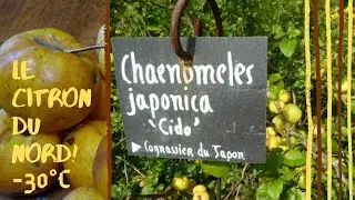 UN COGNASSIER NAIN QUI VAUT LE DÉTOUR !