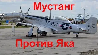Мустанг против Яка