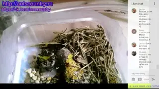 Муравьи-капканы Odontomachus в эфире