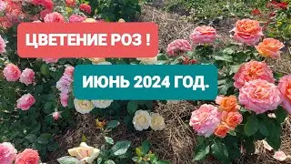 Цветение роз, июнь 2024 год.