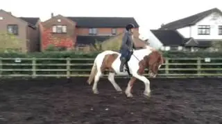 Chevy's Flatwork lesson