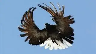 PigeonsSerpasto  / Серпастые голуби (часть 2)