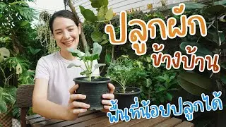 ปลูกผักข้างบ้าน รีวิวกระบะปลูก พื้นที่น้อยปลูกได้ 
