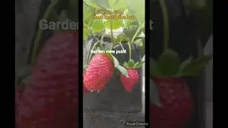Strawberry garden #shorts #Organicfruits #gardenviewpoint
