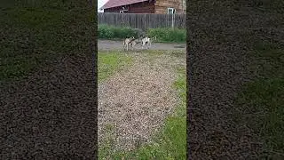 бойцовые козлы