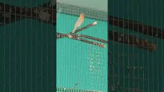сатинет красный мозаик