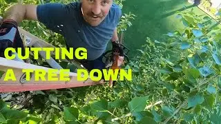 CUTTING A TREE from the top down. FAIL