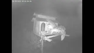 #OwletFinley Joins, Mouse Delivered, Paulie Wants It. Min Flies Off. Owl Box OSC 6/16/23 - 9:10 pm