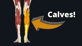 How to Draw the Calf Muscles - Anatomy for Artists