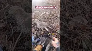 Охотаға осылай шығу керек екен👍#youtubeshorts #horse #айғыр #reels #animals #farming #equestrian