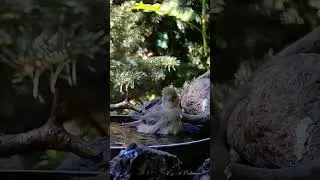 Купается СЛАВКА-ЧЕРНОГОЛОВКА #birds #nature