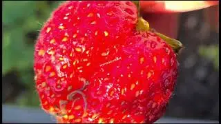 Кивсяки которых нельзя вывести ядом но можно легко избавиться от них с участка! Есть один способ!