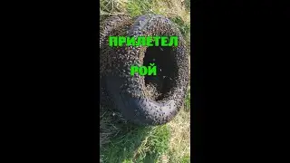 17 мая Прилетел рой пчёл