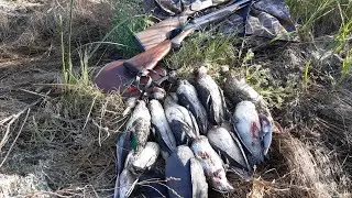 Утренняя охота на утку с Уником
