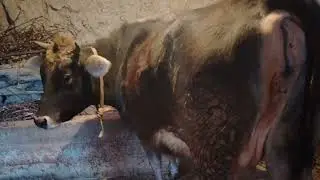 Moldi    tug'shiga   qancha    qoldi ❓  aniq   javob