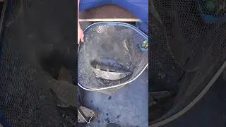щука на воблер "aqua". Мой Rutube: https://rutube.ru/channel/40471237