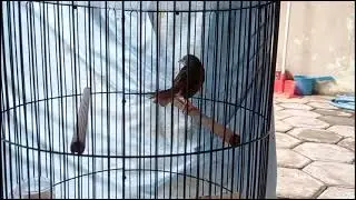 Perawatan Yang Tepat Untuk Ciblek Mabung / Ganti Bulu