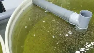 Що з Рибою!?