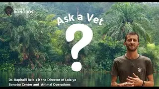 Ask a vet at Lola ya Bonobo Sanctuary