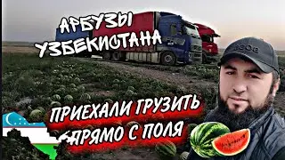 КАШКАДАРЫЯ/АРБУЗЫ УЗБЕКСКИЕ /ПРИЕХАЛИ ГРУЗИТЬ ПРЯМО НА ПОЛЮ! 