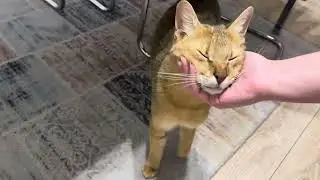 Чаузи гибрид камышового кота 🦊 65% дикой крови - это мощно и не просто! Но реально 😃 Чаузи f1