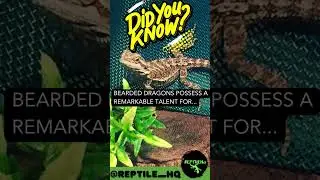 Bearded Dragons possess a remarkable talent for...