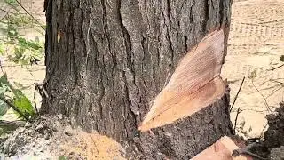 Best way to control fall a tree