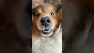 I'mma potato😍🥔cute dog video❤#shorts #doglovers #animallovers #short