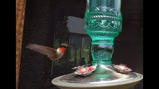 Humingbirds Feeding Fighting and a Wasp 4K