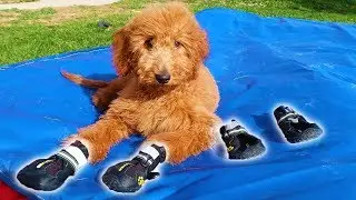 Golden Doodle PUPPY Tries On Shoes For The First Time!