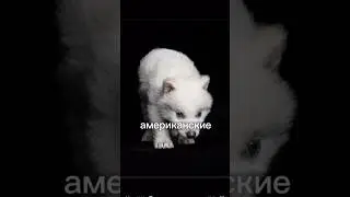 Настоящий лютоволк из Игры Престолов возрожден в лаборатории! 