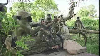 African spy monkey