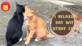1 Relaxing Day with Stray Cats