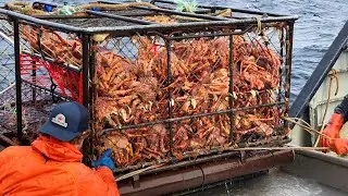 Great! Fishermen Catch Hundreds Tons Alaskan King Crab By Big Vessel In Big Sea - Sea Crab Fishing