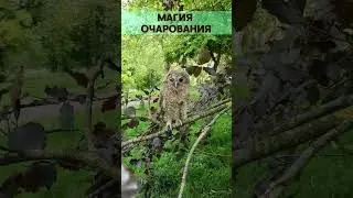 Магия очарования. The magic of charm.